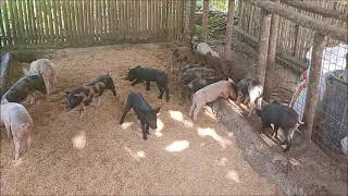 Weaning And Moving All The Piglets