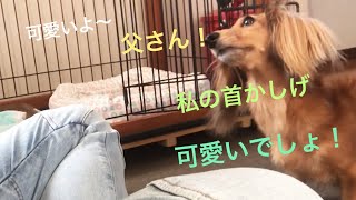 ミニチュアダックスフンド ラブラブバタバタ(≧∀≦)