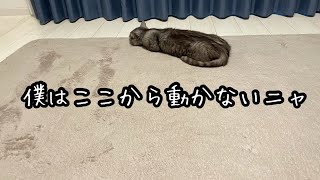 落ちていた猫にちょっかいを出しても舐めてくれるだけで起きてくれない件