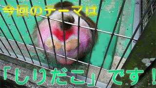 どうぶつたち【サルのしりだこ】