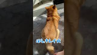 【ちゃちゃ丸】何やら物言いたげな柴犬 #shorts