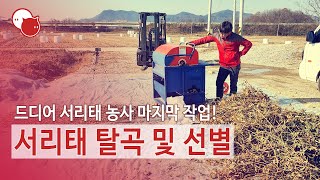 메이두리 브이로그 - 2020.11.25.Wed.~12.02.Wed. - 서리태 탈곡 및 선별