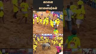 அலங்காநல்லூர் ஜல்லிக்கட்டு | காளை | வலிமை | புலம் | வீரர்கள் | முயற்சித்தேன் | மதுரை | சன் நியூஸ்