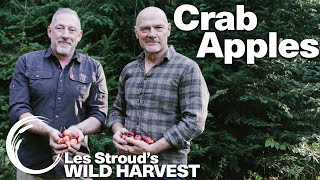 WILD HARVEST | CRAB APPLES | LES STROUD | PAUL ROGALSKI