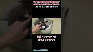 【保護猫】正しい使い方とは！？🤔【里親募集中】　#shorts   #保護猫