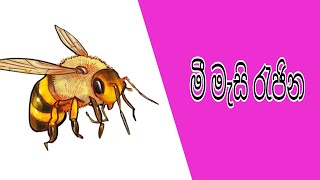 මී මැසි පාලනය - මී මැසි රැජින බලමු. mi mesi palanaya - mi mesi rujina balamu. Bee