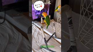 すってらさん#shorts#シロハラインコ #コザクラインコ里親様募集中