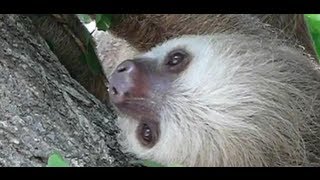 Hoffmann's Two-toed Sloth on the tree.樹上のホフマンナマケモノ。