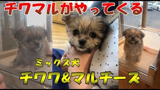 チワワ\u0026マルチーズがやってくる「ミックス犬、チワマル」の子犬