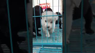 Funny doggy’s #viralvideo #viralreels #viralshort #viralvideos #dog #doglover #shorts #trending ng