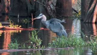 Great Blue Heron Eats Man-Size Meal