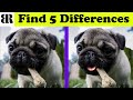 Find The Difference | Spot The 5 Differences | Only Geniuses Can Find ALL | 10 rounds | Puppy