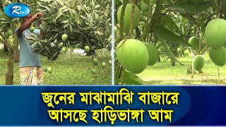 দেশের গন্ডি পেরিয়ে বিদেশেও রপ্তানি হচ্ছে হাড়িভাঙ্গা আম | Haribhanga Mango |  Rtv Exclusive News