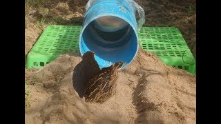 Awesome Quick Bird Trap  Using Pipe PVC Bottle Plastic Tray _Easy Deep Hole Quail Trap Work 100%