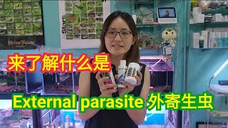 来了解什么是External parasite for Fish 外寄生虫 鱼寄生虫