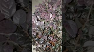 Beautiful flower plant for home | Loropetalum | #flowers, #gardening, #trending, #shorts,