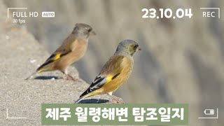 [탐조]제주 월령해변 포구 탐조일지 방울새