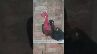 ஆமா இவ பெரிய பேரழகி என்று நினைப்பு 🐔🐓🐔