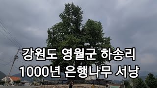 강원도 영월군 하송리 1000년세월을 지내온 은행나무