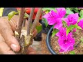 Unique method | How to graft bougainvillea 4 easy steps