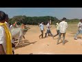 bull race in sankranthi festival event penukonda by smt. savithamma gaaru tdp @rtsnagavolgs1631