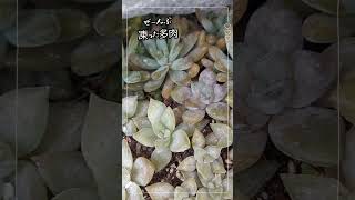 ぜーんぶ凍った多肉🥶/冷凍多肉/succulent/다육식물