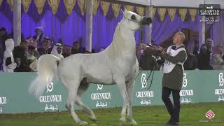 N 391 POMIAN   The 7th International AHC Show   Stallions 10+ Years Old Class 12