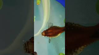 My guppy Betta fish breeding setup 10k views for revealing full setup and setup video