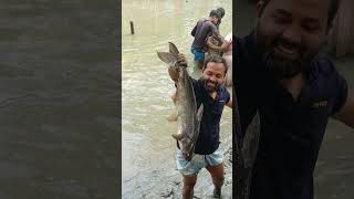 দেখুন কত বড় পাঙ্গাস ধরলাম, #fish #fishing #shorts