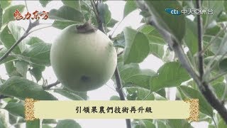 2019.05.18魅力東方　山西萬榮蘋果　走出國門紅遍世界