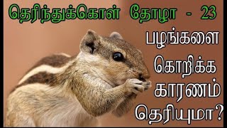 அணில் பழங்களை  கொறிப்பது  ஏன் | Unknown Facts of Squirrel |About Squirrel | speciality