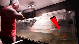 MOVING THE ASIAN AROWANA