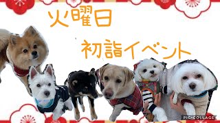 【犬の幼稚園】紫竹山店🎍火曜日　初詣🎍