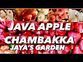 JAVA APPLE/ CHAMBAKKA/JAYAS GARDEN