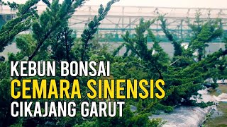 Budidaya Tanaman Bonsai Cemara Sinensis | Cikajang Garut