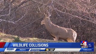 Tips for avoiding wildlife collisions