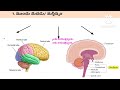 human nervous system part 1 నాడి వ్యవస్థ పార్ట్ 1 tet dsc groups all competitive exams