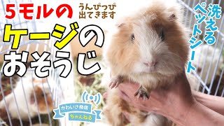 毎日のお掃除　５匹のモルモットの掃除のリアル　cute guineapig