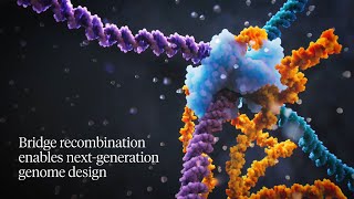 The Bridge Recombination Mechanism - Next Generation Genome Design