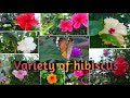 Hibiscus collection || 10 types of hibiscus flower are blooming in my garden || beauty of nature