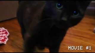 Redlettermedia but it's only Jay's cat Regan