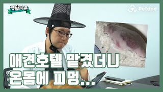 애견호텔에 맡긴 강아지가 온몸이 피멍투성이가 되어 돌아왔다? I 펫허준 ep.44