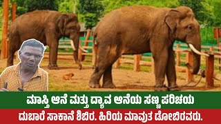 ಮಾಸ್ತಿ ಆನೆ ಮತ್ತು ದ್ಯಾವ ಆನೆಯ ಸಣ್ಣ ಪರಿಚಯ. #dubareelephantcamp #mastielephant #dyavaelephant #karadi