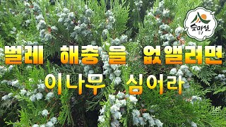 측백나무  고혈압  중풍 산림 임업 농업 약초   귀농 귀촌  약용식물  산야초  치유농업 6차산업 정력제