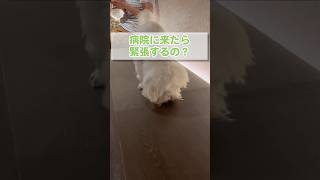 マイペースの愛犬が病院にやってきた結果【マルチーズ】#shorts