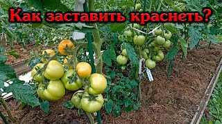 Как заставить томаты быстро краснеть