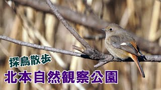 【探鳥散歩】埼玉県 北本自然観察公園で出会った野鳥たち