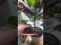 Что скажете эксперты кротон plants растения