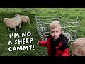 The White Faced Dartmoors have started lambing  |  Lambing Day 23