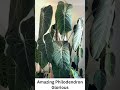 Amazing Philodendron Glorious /  #subscribe #gardening #philodendron #plantito #plantitasandplantito